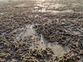 Tiny sand balls on low tide beach created by Sand bubbler crabs when filtering food from sand.
