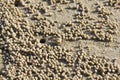 A tiny sand bubbler crab Royalty Free Stock Photo