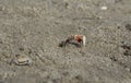 a tiny Sand bubbler crabs on the beach