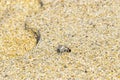 Tiny sand crab beach crab drags eats fly bee insect