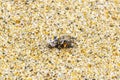 Tiny sand crab beach crab drags eats fly bee insect Royalty Free Stock Photo