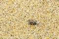 Tiny sand crab beach crab drags eats fly bee insect Royalty Free Stock Photo