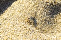 Tiny sand crab beach crab drags eats fly bee insect