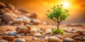 A tiny sapling bravely emerges from the sandy soil, bathed in the warm glow of the setting sun, surrounded by smooth, sun-warmed Royalty Free Stock Photo