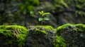 A tiny sapling pushing its way through a mosscovered stone wall a symbol of growth and determination in the face of Royalty Free Stock Photo