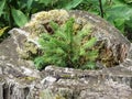 Tiny sapling sprouts from the old, grey stump of a large tree that was cut down . Young fir tree growing Royalty Free Stock Photo