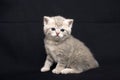 Tiny scared kitten on a dark background.