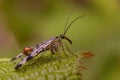 Tiny scorpion fly Royalty Free Stock Photo
