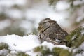 Tiny screech owl daydreaming Royalty Free Stock Photo