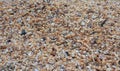 Tiny sea shell and snail background Royalty Free Stock Photo
