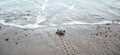Tiny sea turtle baby looking at the waves on a beach Royalty Free Stock Photo