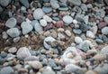 Tiny sea turtle hatchling overcoming obstacles on its hard journey to the sea