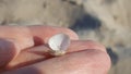 Tiny seashell on a hand, sand beach background Royalty Free Stock Photo