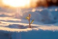 A tiny seedling breaking through the snow in search of sun. A small plant is growing in the snow. Royalty Free Stock Photo