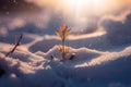 A tiny seedling breaking through the snow in search of sun. A small plant is growing in the snow. Royalty Free Stock Photo