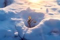 A tiny seedling breaking through the snow in search of sun. A small plant is growing in the snow.