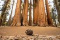 Tiny Sequoia Pine Cone in front of Palmer Grove Royalty Free Stock Photo