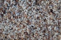 Tiny Shell Beach Background/Texture