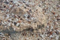 Tiny Shell Beach, Texture with Limestone Rock