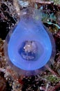 Tiny shrimp inside blue tunicate Royalty Free Stock Photo