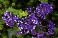 Tiny Shrub Flowers Purple and White, background Royalty Free Stock Photo