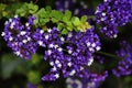 Tiny Shrub Flowers Purple and White, background Royalty Free Stock Photo