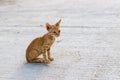 Tiny skiny hungry stray red kitten outdoors