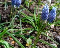 Tiny sky blue wildflowers peeking up in the springtime