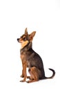 Tiny sleek-haired dog, studio shot. Royalty Free Stock Photo