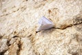 Tiny prayer notes inserted into the cracks and crevices of the Western Wall holy site in Jerusalem, Israel Royalty Free Stock Photo