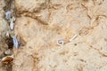 Tiny prayer notes inserted into the cracks and crevices of the Western Wall holy site in Jerusalem, Israel Royalty Free Stock Photo