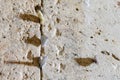 Tiny prayer notes inserted into the cracks and crevices of the Western Wall holy site in Jerusalem, Israel Royalty Free Stock Photo