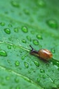 Tiny Small brown snail on climb on green leaf. green foliage with water drops after rain. animal wildlife, close up Royalty Free Stock Photo