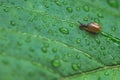 Tiny Small brown snail on climb on green leaf. green foliage with water drops after rain. animal wildlife, close up Royalty Free Stock Photo