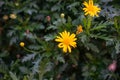 Tiny small yellow flower