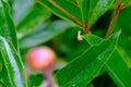 Tiny snail in a big world Royalty Free Stock Photo