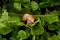 Tiny snail eating a grape leaf