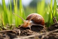 Tiny Snail Among Grass Blades. Generative AI Royalty Free Stock Photo