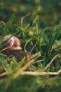 Tiny Snail in grass Royalty Free Stock Photo