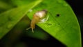 Tiny snail on the leaf
