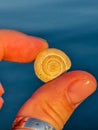 Tiny snail shell held between fingers on blue background, macro with detailed spiral texture. Royalty Free Stock Photo