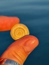 Tiny snail shell held between fingers on blue background, macro with detailed spiral texture. Royalty Free Stock Photo