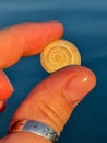 Tiny snail shell held between fingers on blue background, macro with detailed spiral texture. Royalty Free Stock Photo