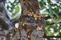 Tiny Snail Shells On A Tree