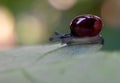 closeup snail on greenleaf