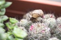 Tiny snail on a spiky cactus close up still