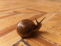 Tiny Snail Walk