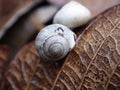 Tiny snails on wet dead leaves