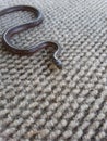 Tiny snake Royalty Free Stock Photo