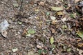 Tiny snake sneaking through a brown ground with roots and leaves and some rocks Royalty Free Stock Photo